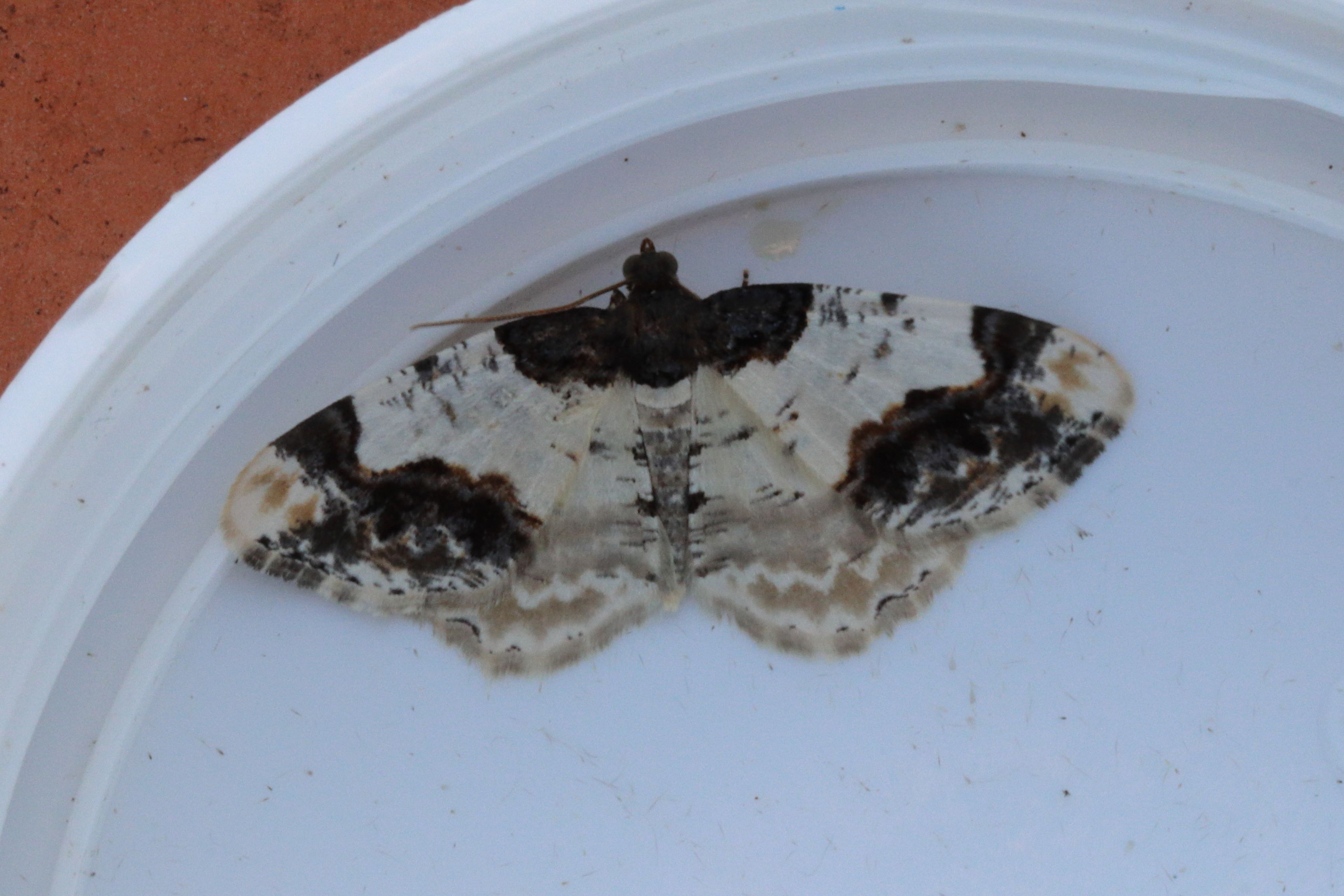 Photo of Scorched Carpet (Ligdia adustata)